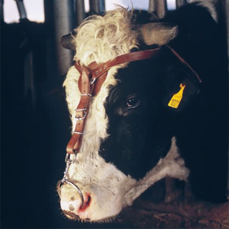 tetiere-cuir