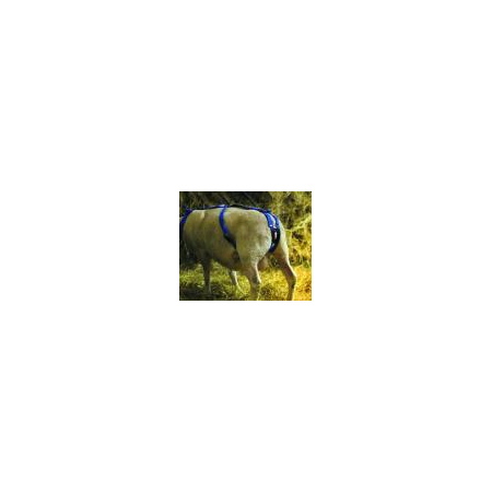 prolapsus ovin