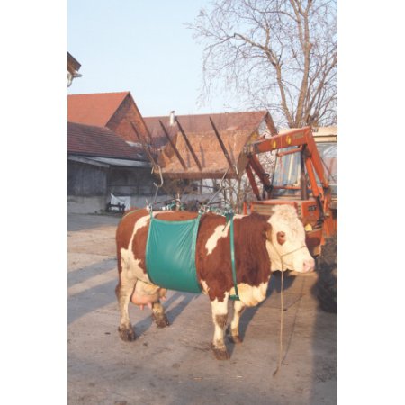 bache leve vache 
