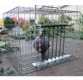Module capture pigeons